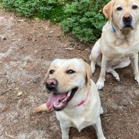 Hondenoppas werk Deventer: baasje van Jim & Nova