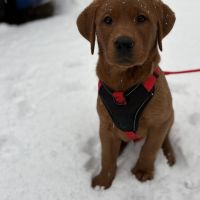 Hondenoppas werk Utrecht: baasje van Bruno