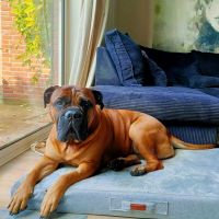 Hondenoppas werk Amersfoort: baasje van Pepper