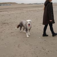 Hondenoppas Ridderkerk: Frits 