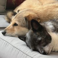 Hondenoppas werk Amsterdam: baasje van Aafje en Maartje