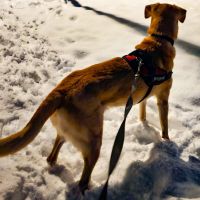 Hondenoppas werk Soest: baasje van Djazz