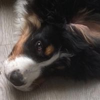 Hondenoppas werk Gorinchem: baasje van Moos