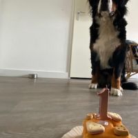 Hondenoppas werk Gorinchem: baasje van Moos