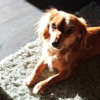 Hondenoppas werk Spijkenisse: baasje van Jaxon