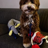 Hondenoppas werk Beek (Beek): baasje van Suki