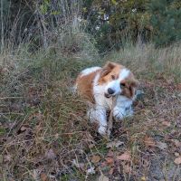 Hondenoppas werk Rosmalen: baasje van Bram