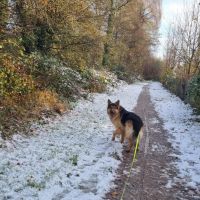 Hondenoppas Apeldoorn: Isabella