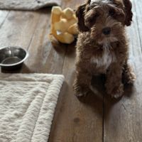 Hondenoppas werk Leiden: baasje van Bodhi