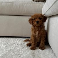 Hondenoppas werk Zwolle: baasje van Skye