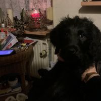 Hondenoppas werk Enschede: baasje van Rex