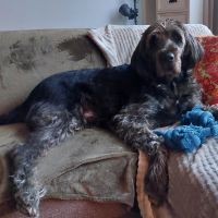 Hondenoppas werk Almere: baasje van Zwabber