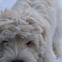 Hondenoppas werk Huizen: baasje van Milo