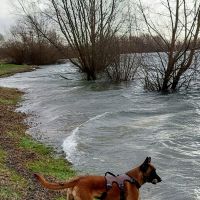 Hondenoppas werk Den Bosch: baasje van Bo