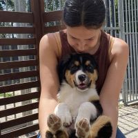 Hondenopvang Lelystad: Milou