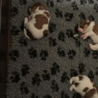 Hondenoppas werk Tilburg: baasje van Famke