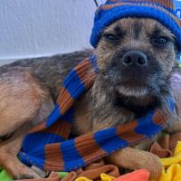 Hondenoppas werk Eindhoven: baasje van Moos