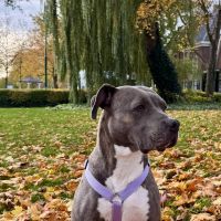 Hondenoppas werk Nederhorst den Berg: baasje van Fency