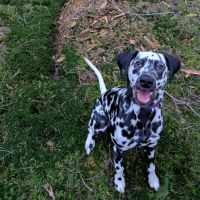 Hondenoppas werk Enschede: baasje van Yuna