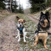 Hondenoppas werk Veendam: baasje van Coco en Nala