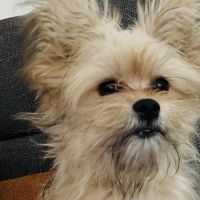 Hondenoppas werk Oss: baasje van Goldy en yamaro