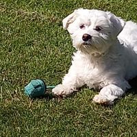 Hondenoppas werk Espel: baasje van Bobbie