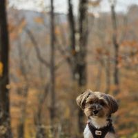 Hondenoppas werk Houten: baasje van Biscotte