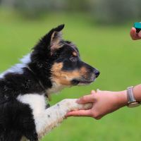 Hondenoppas Leidschendam: Dani