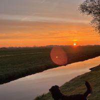 Hondenoppas Leidschendam: Dani