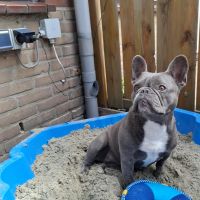 Hondenoppas werk Gouda: baasje van Bella