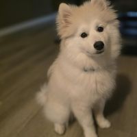 Hondenoppas werk Druten: baasje van Stitch