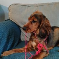 Hondenoppas werk Ede: baasje van Sage