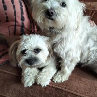 Hondenoppas werk Eindhoven: baasje van Tommie & jacky 