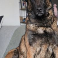 Hondenoppas werk Gouda: baasje van Police