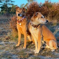 Hondenoppas werk Alphen aan den Rijn: baasje van Lilly en Deea