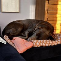 Hondenoppas werk Leiden: baasje van Moos