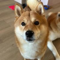 Hondenoppas werk Amersfoort: baasje van Ollie en Bella