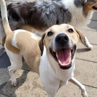 Hondenoppas werk Nijmegen: baasje van Nilos