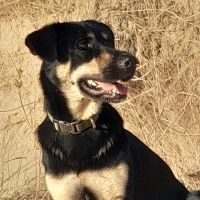 Hondenoppas werk Heiloo: baasje van Bell