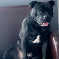 Hondenoppas werk Delft: baasje van Nero