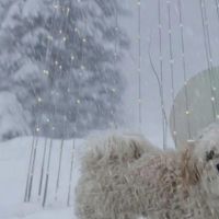 Hondenoppas werk Haarlem: baasje van Micky