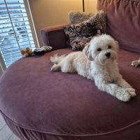 Hondenoppas werk Haarlem: baasje van Micky