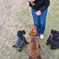 Hondenuitlaatservice IJsselmuiden: Renske