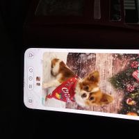 Hondenoppas werk Den Bosch: baasje van Willem