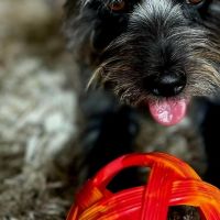 Hondenoppas werk Oudorp: baasje van Teddy