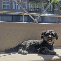 Hondenoppas werk Amsterdam: baasje van Frits