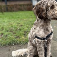 Hondenoppas werk Nuenen: baasje van Lobke Suus