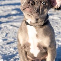 Hondenoppas werk Hengelo (Overijssel): baasje van Muck