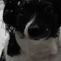 Hondenoppas werk Uithoorn: baasje van Lizzy