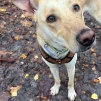 Hondenoppas werk Apeldoorn: baasje van Kahlo